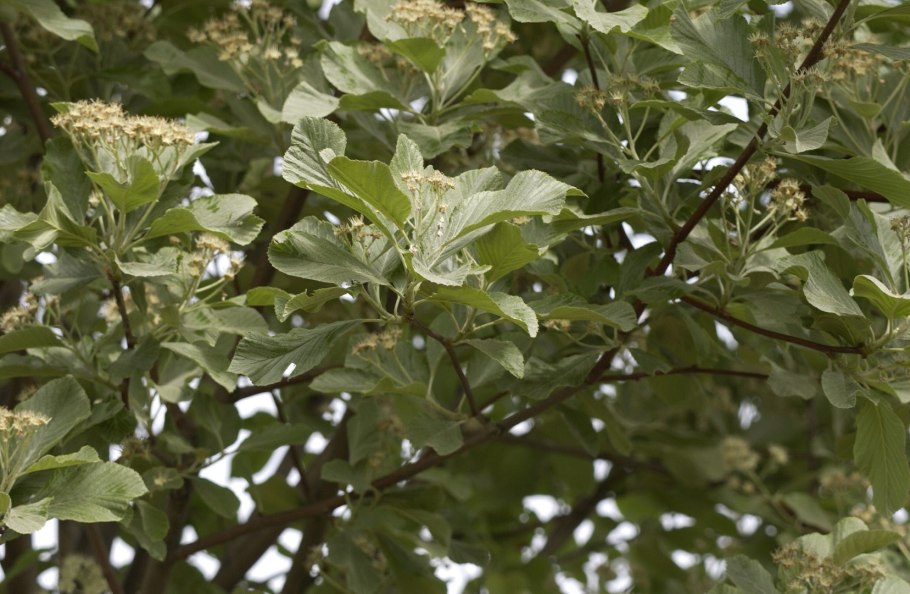 Рябина мучнистая (sorbus aria)