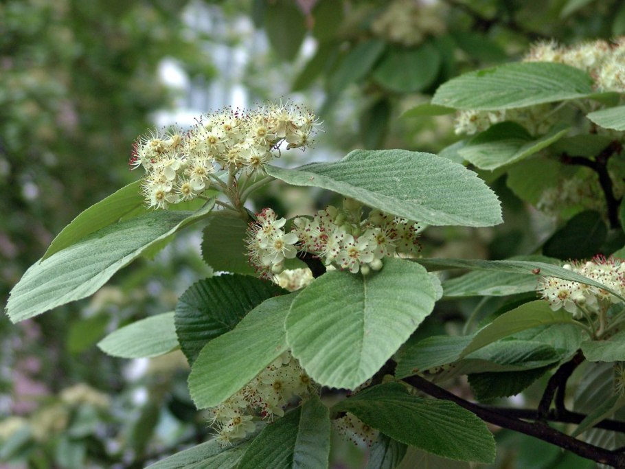 Рябина мучнистая магнифика