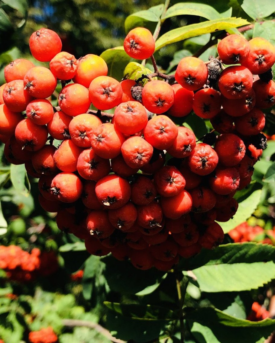 Черноплодная рябина