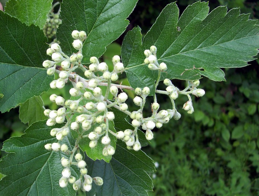 Sorbus latifolia