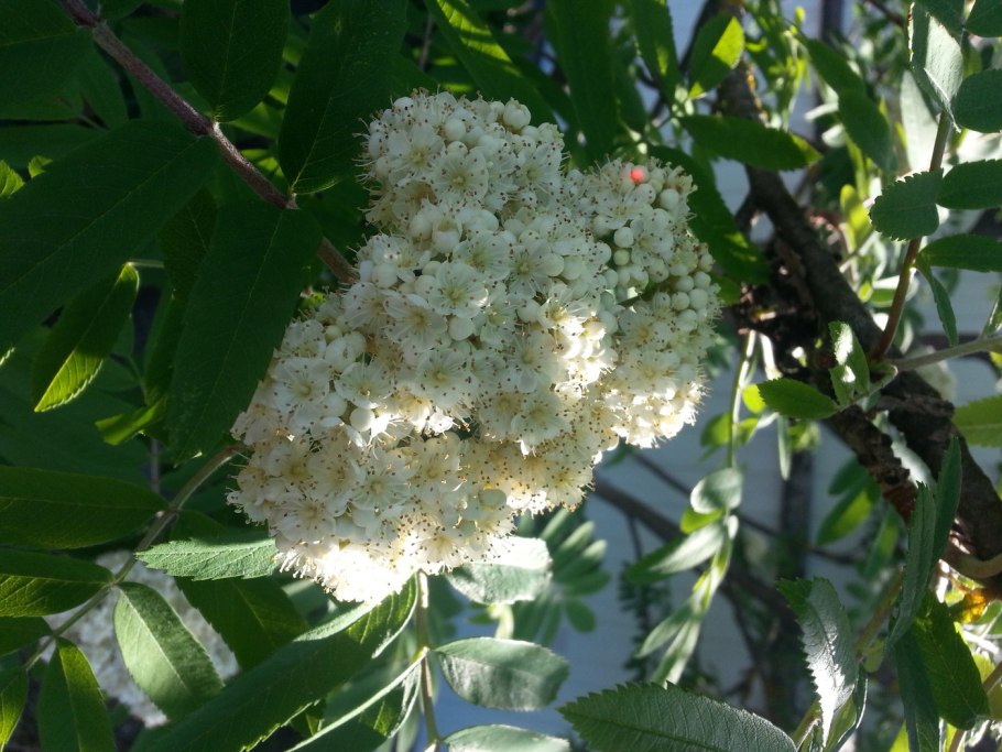 Рябина декоративная низкорослая фото