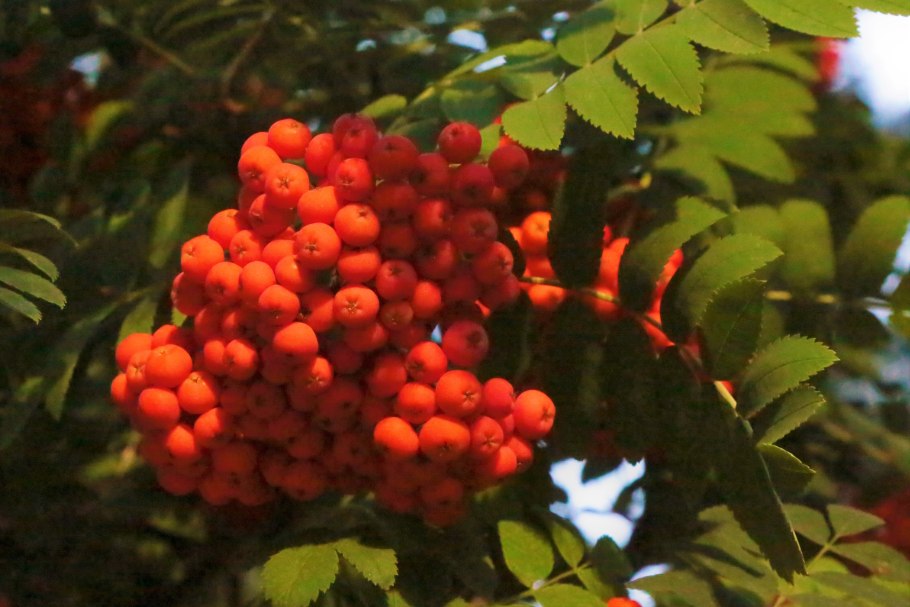 Sorbus rupicola