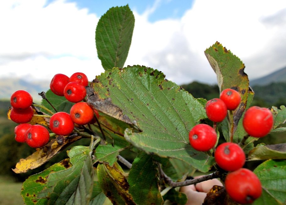 Рябина промежуточная шведская sorbus intermedia