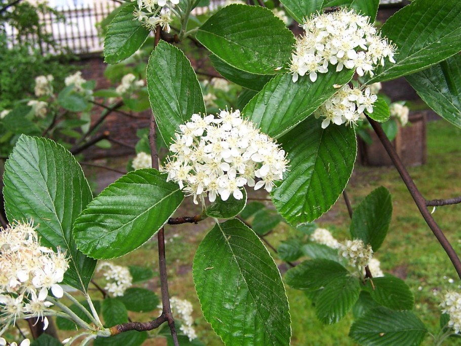 Рябина круглолистная кора