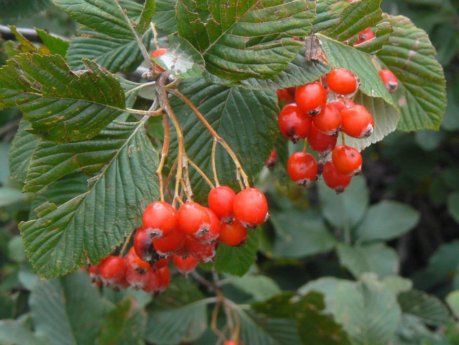 Рябина круглолистная lutescens