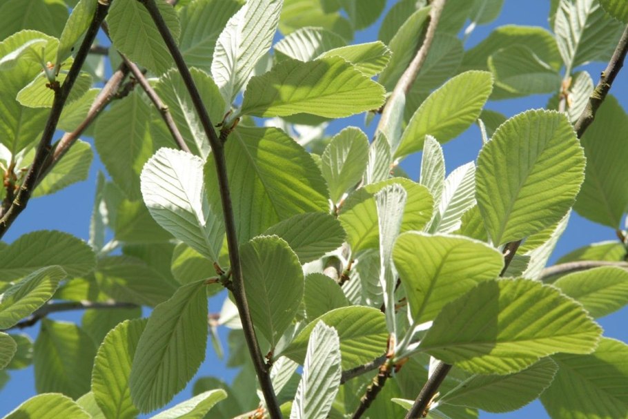 Sorbus Ария