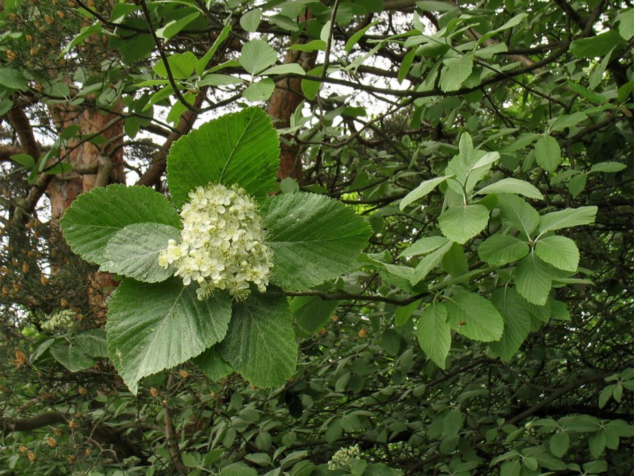 Рябина круглолистная Sorbus Aria
