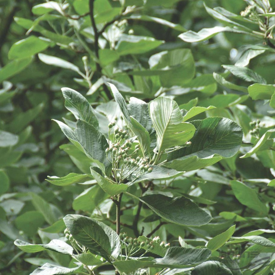 Рябина Греческая