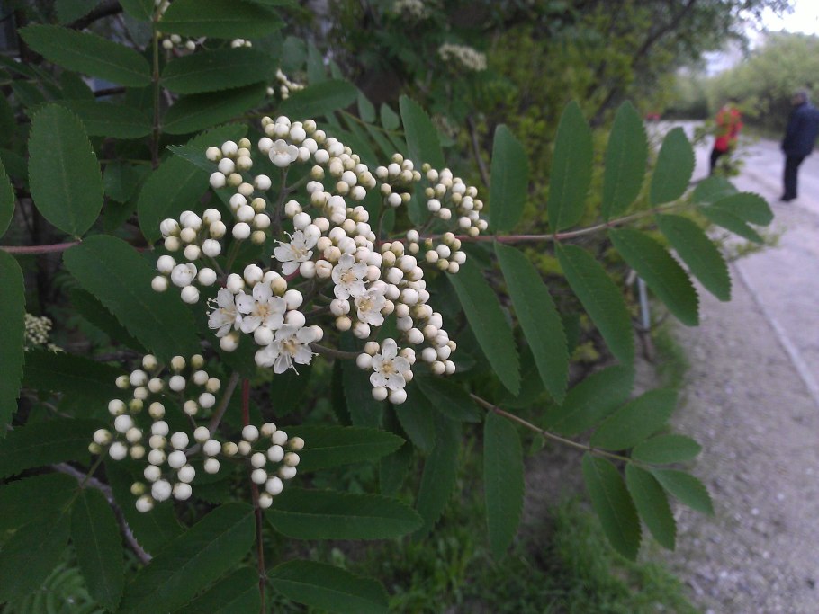 Рябина круглолистная Магнифика