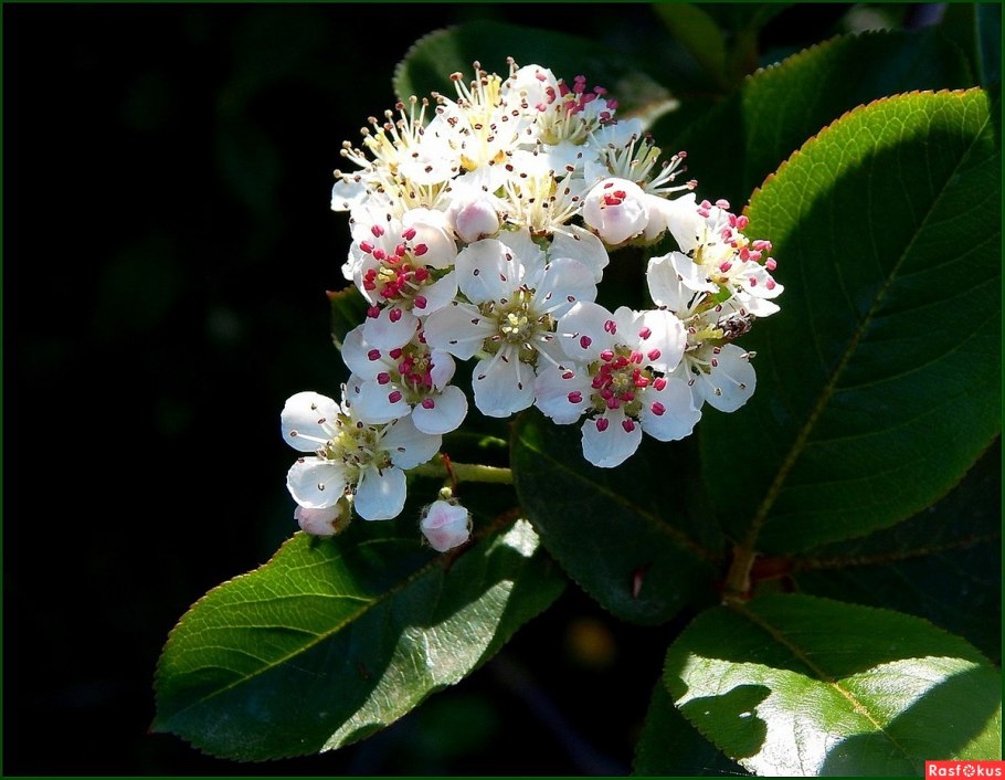 Рябина круглолистная Магнифика