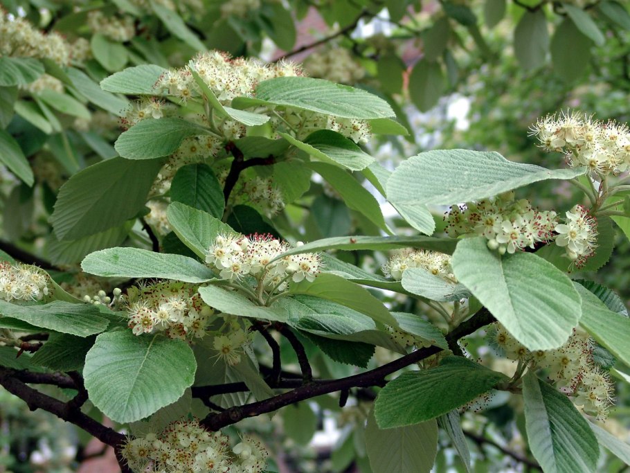 Калина падуболистная