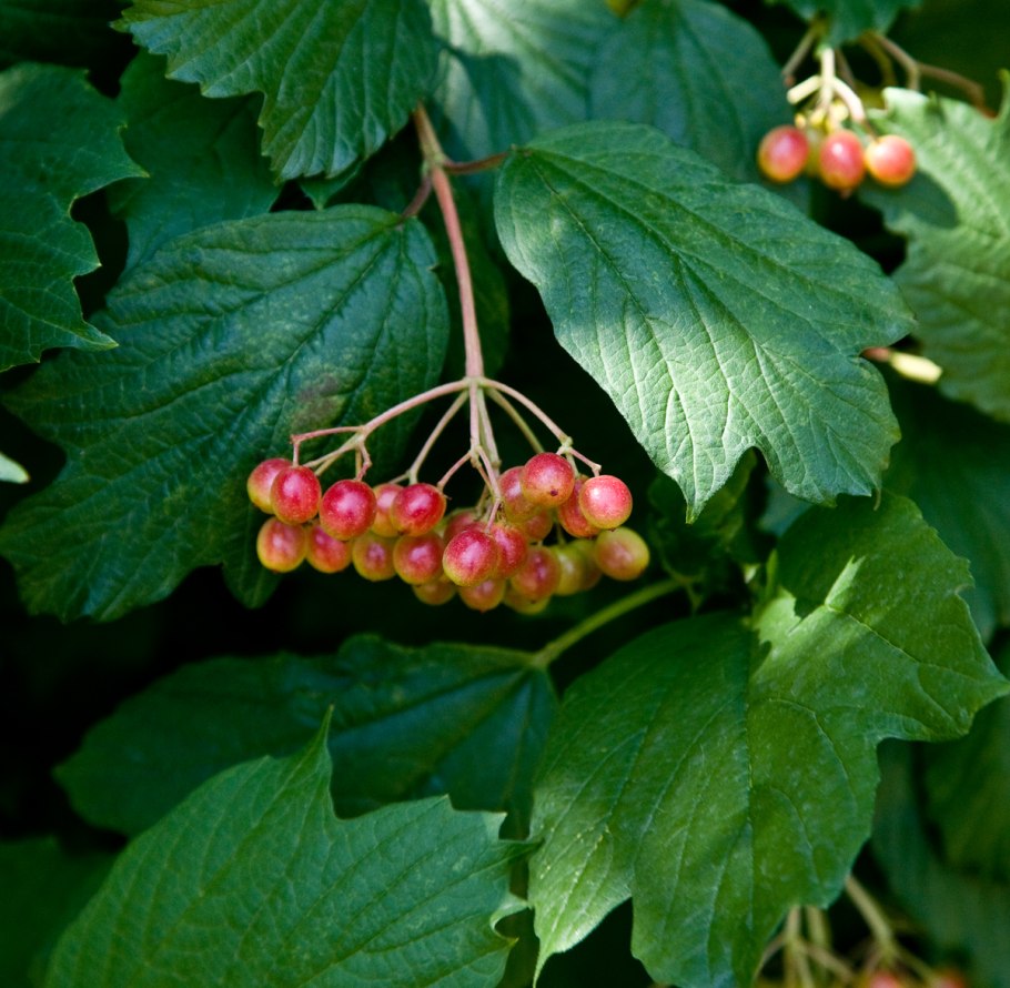 Рябина круглолистная Магнифика дерево