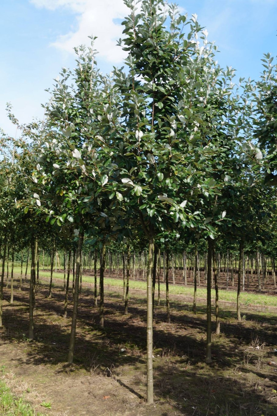 Рябина крупноплодная Крымская