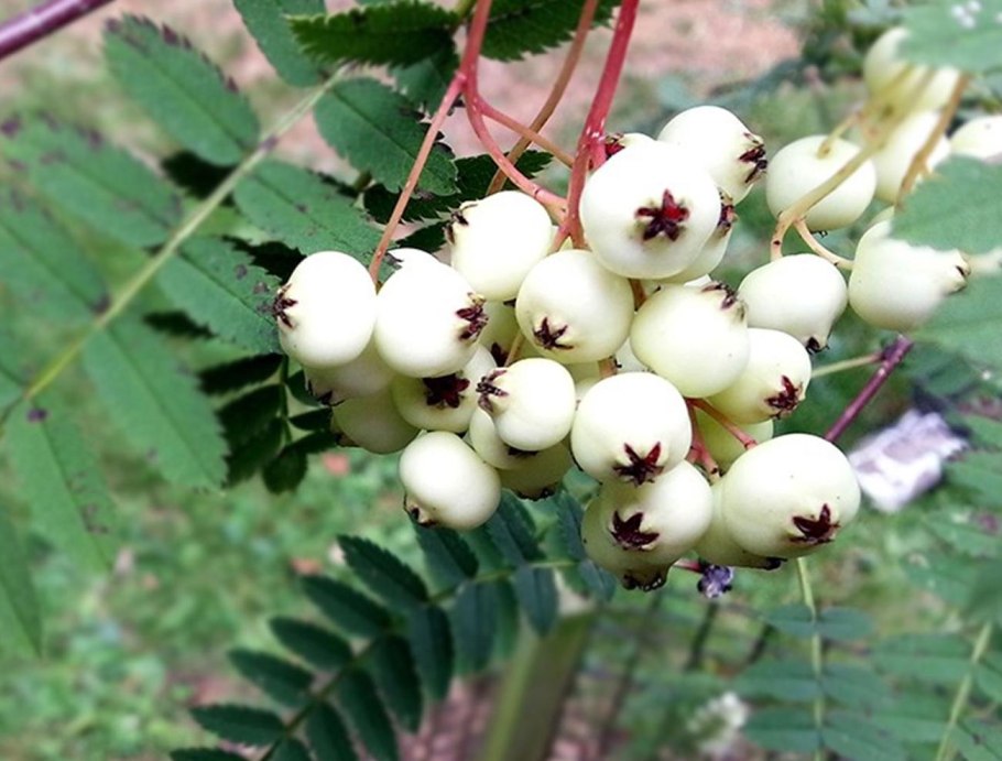 Рябина круглолистная Магнифика