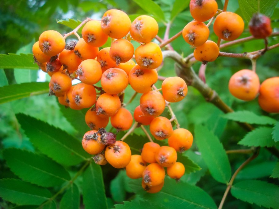 Sorbus Aria gigantea