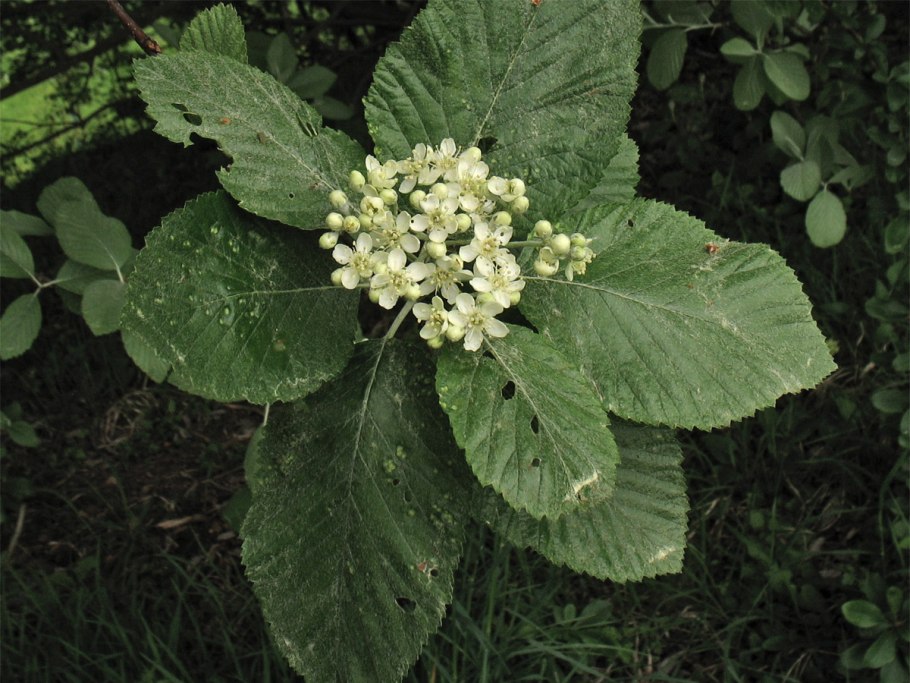Калина гордовина viburnum lantana