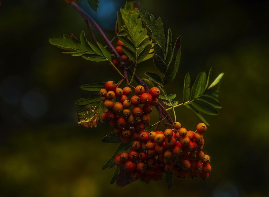 Рябина круглолистная Sorbus Aria “lutescens”