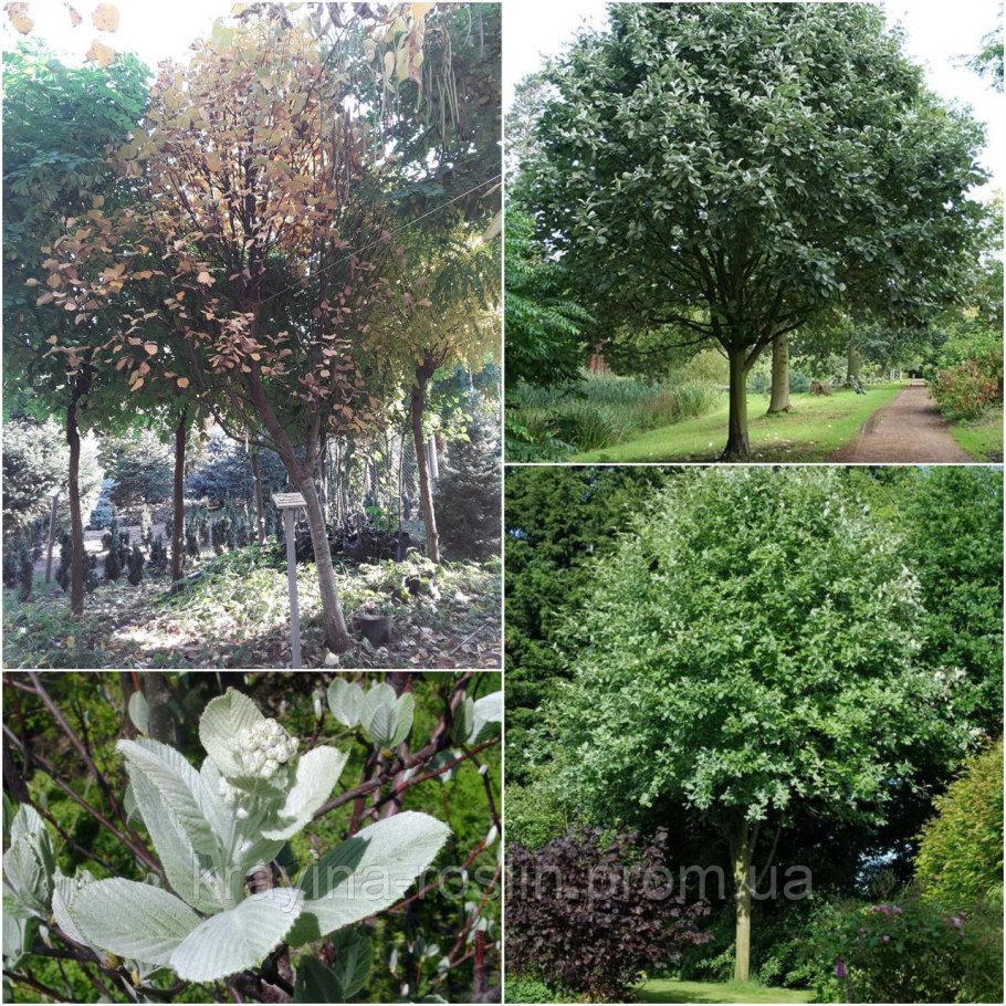 Рябина круглолистная магнифика