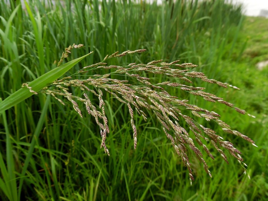 Щучка дернистая Deschampsia cespitosa