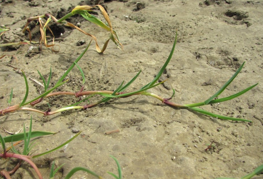 Поручейница водная