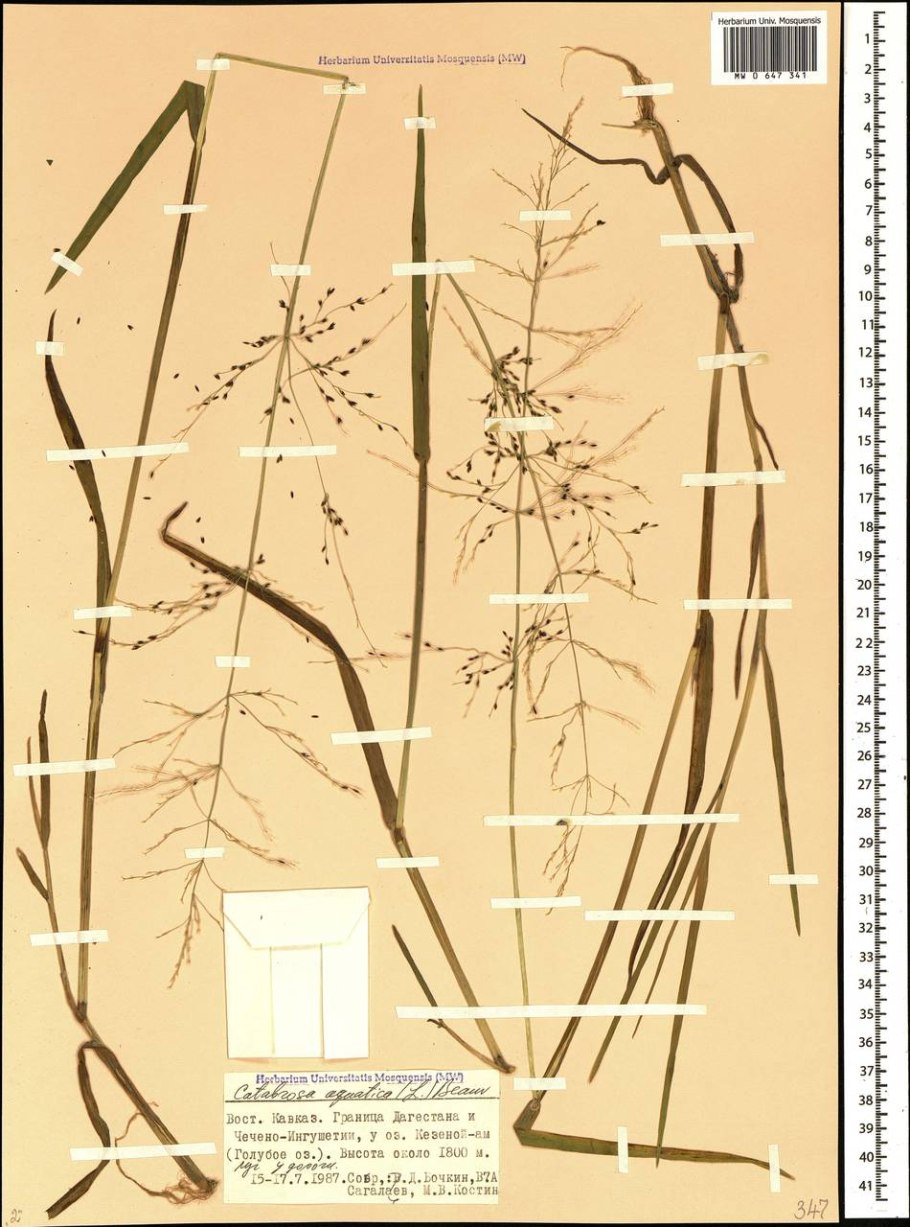 Брелок-пейджер Mongoose LS 9000d