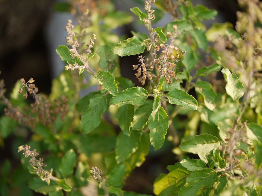 W1200 st9 фарфор белый