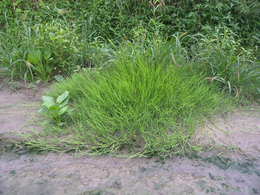 Овсяница рыхлокустовая