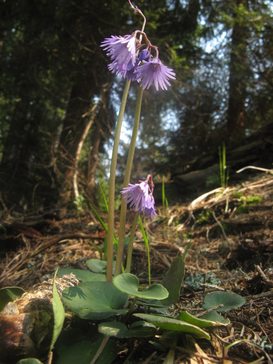 Soldanella pusilla