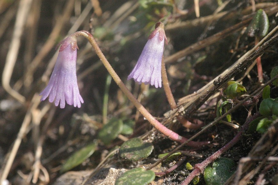 Soldanella austriaca