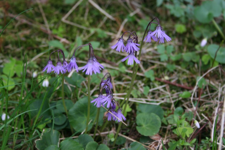 Soldanella montana