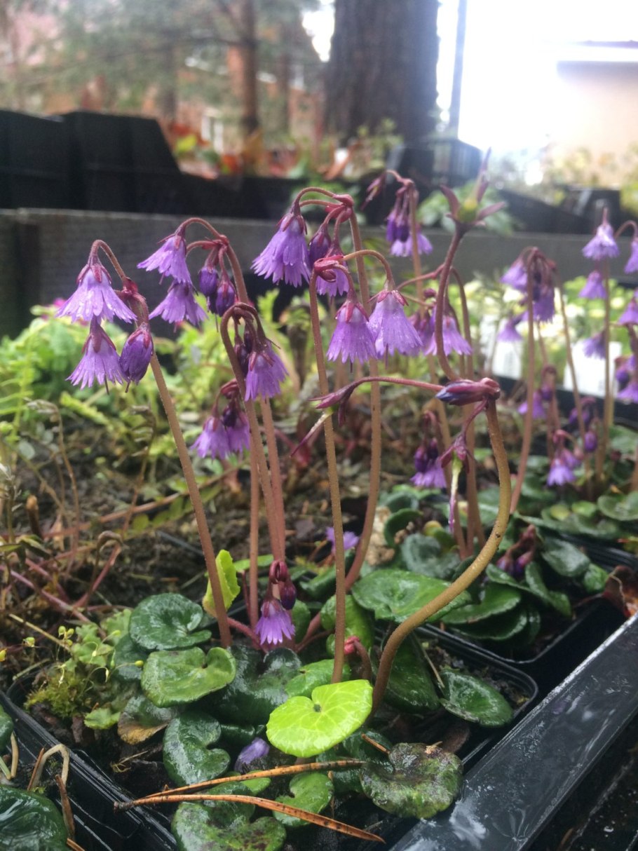 Сольданелла горная