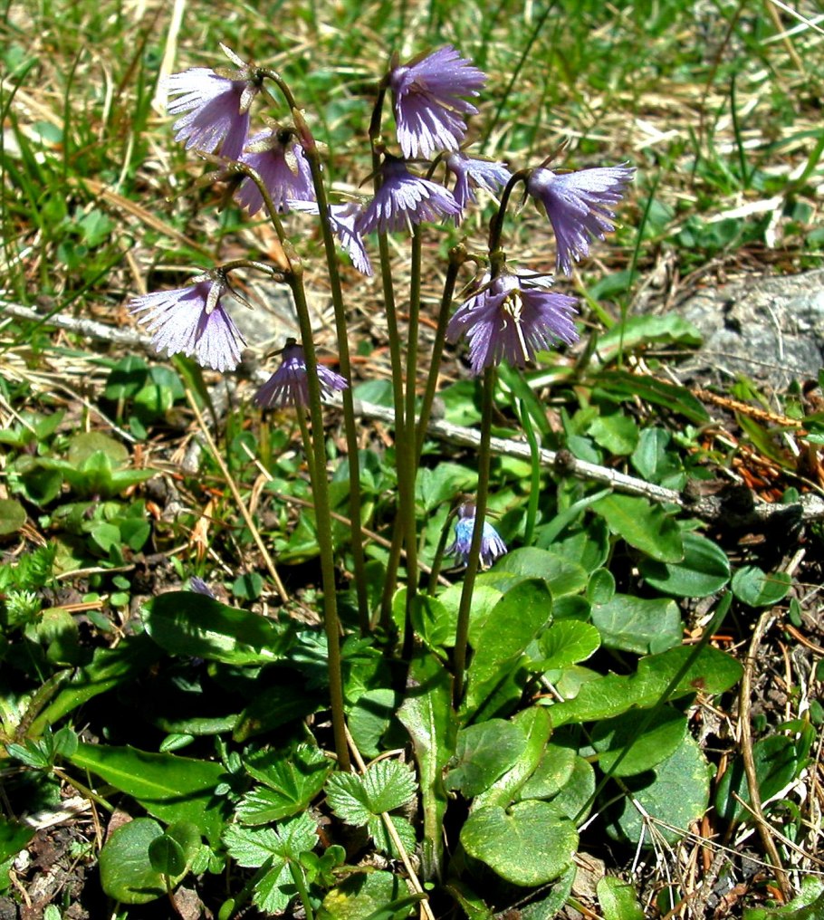 Сольданелла горная