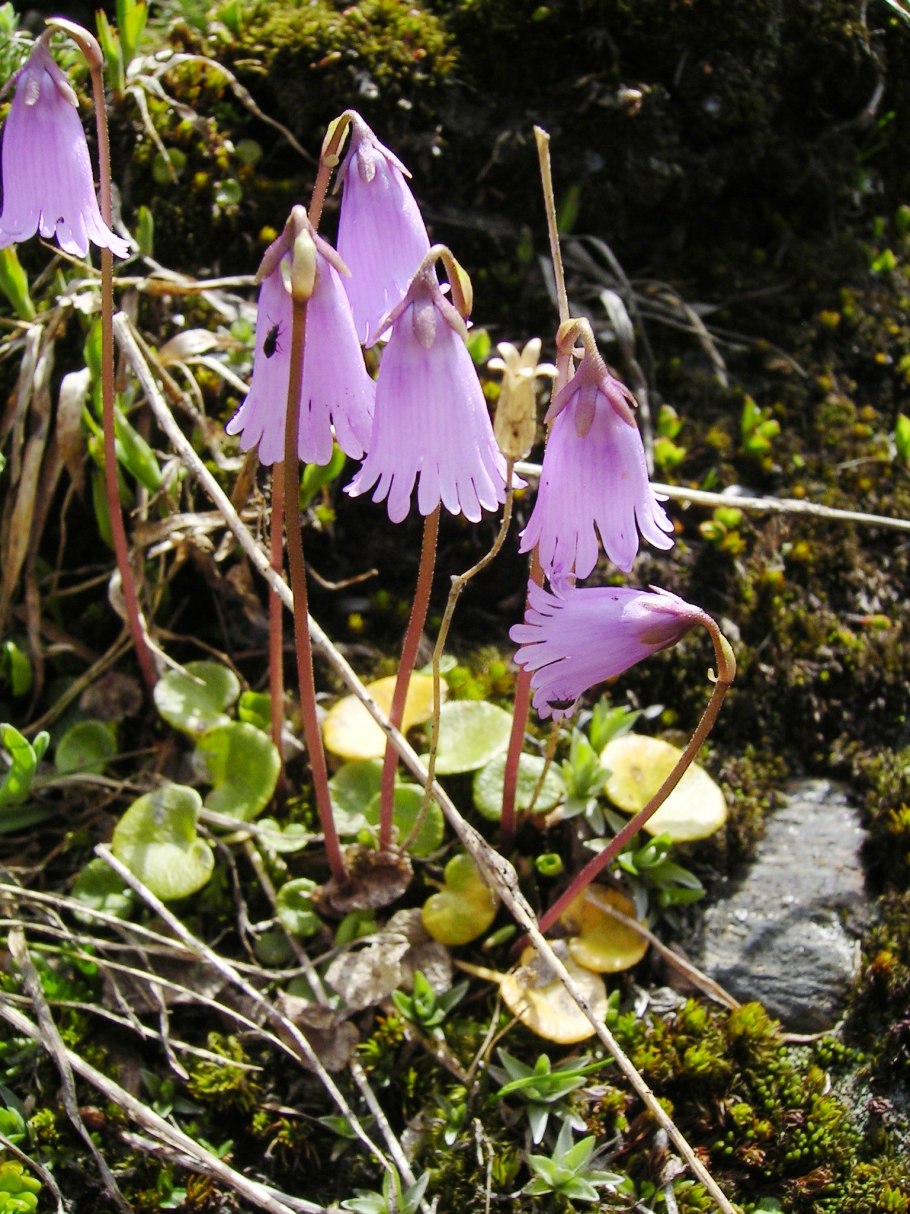 Soldanella pusilla