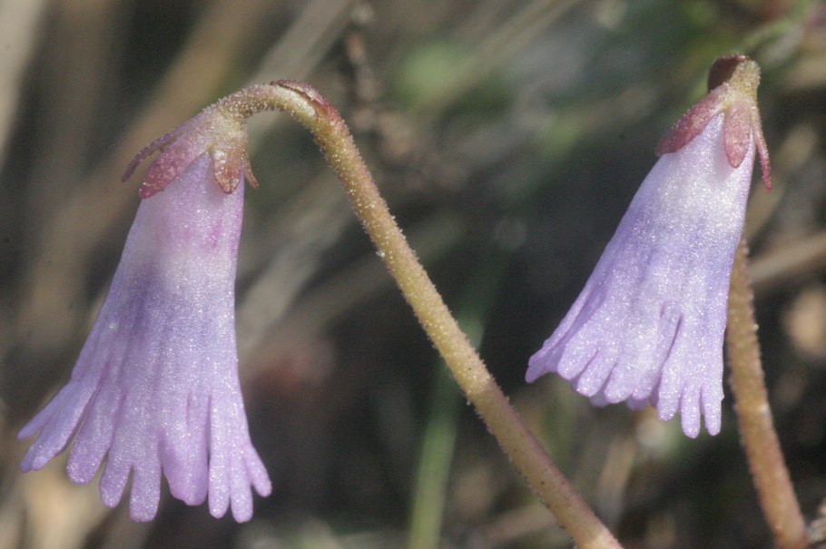 Сольданелла горная