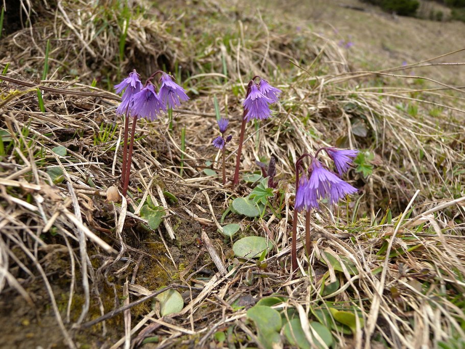Soldanella alpina