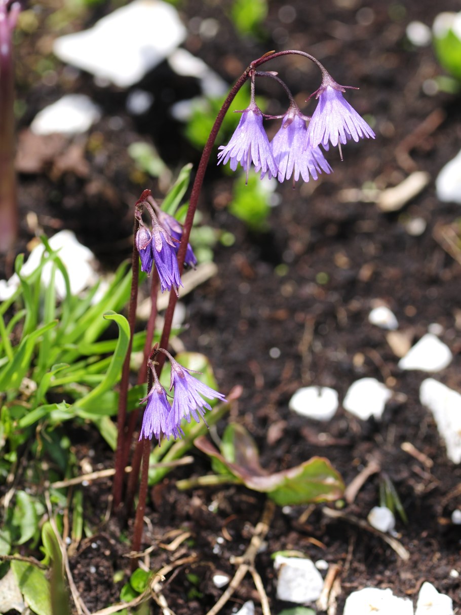 Сольданелла альпийская