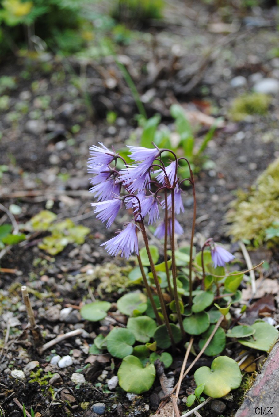Сольданелла монтана