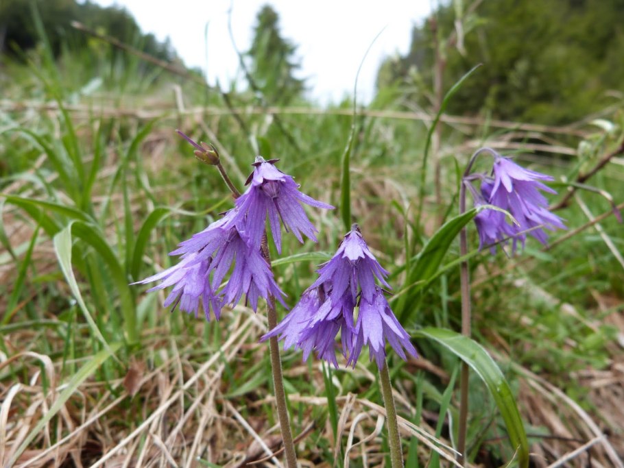 Колокольчики лесные