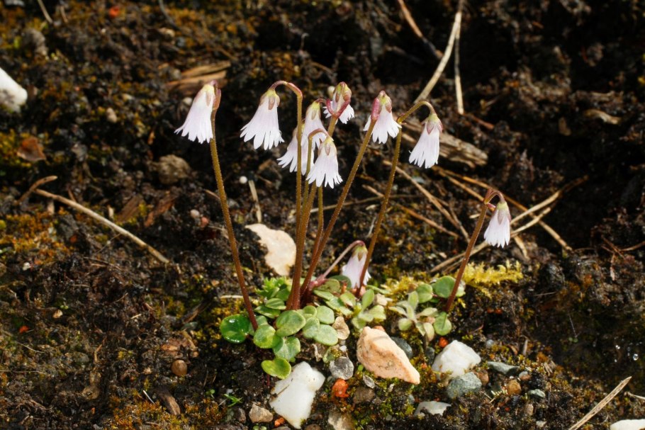 Shortia uniflora