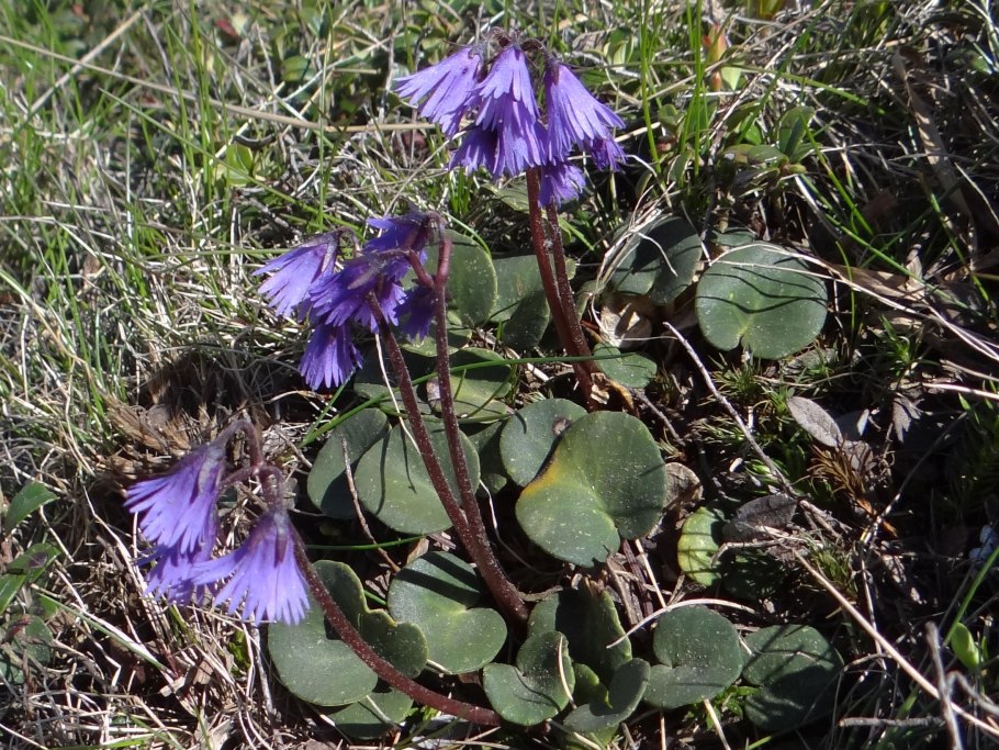 Сольданелла альпийская