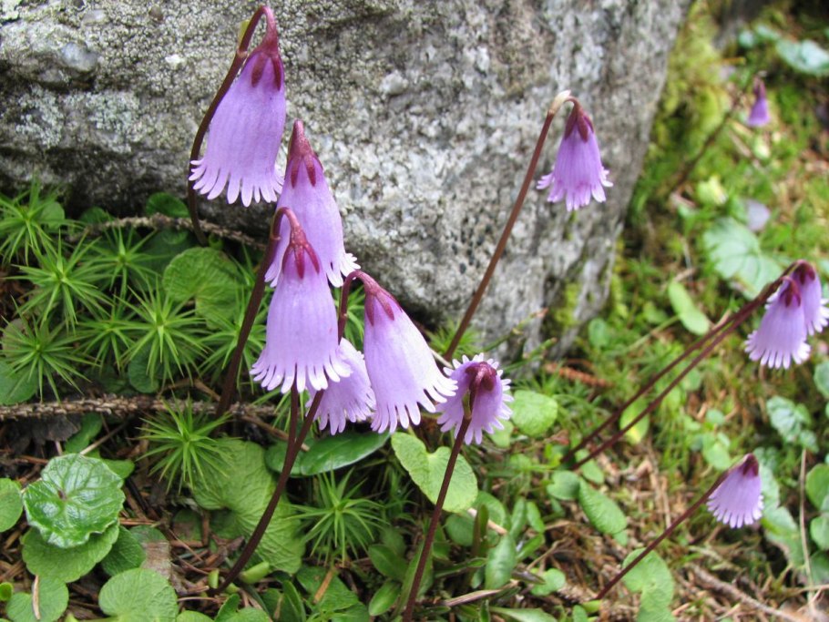 Soldanella pusilla