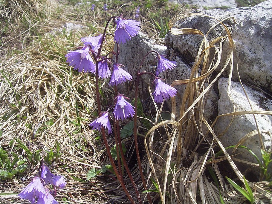 Soldanella alpina