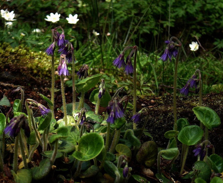 Soldanella villosa