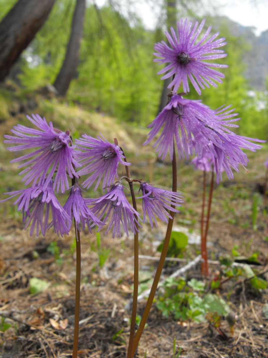 Дикие цветы