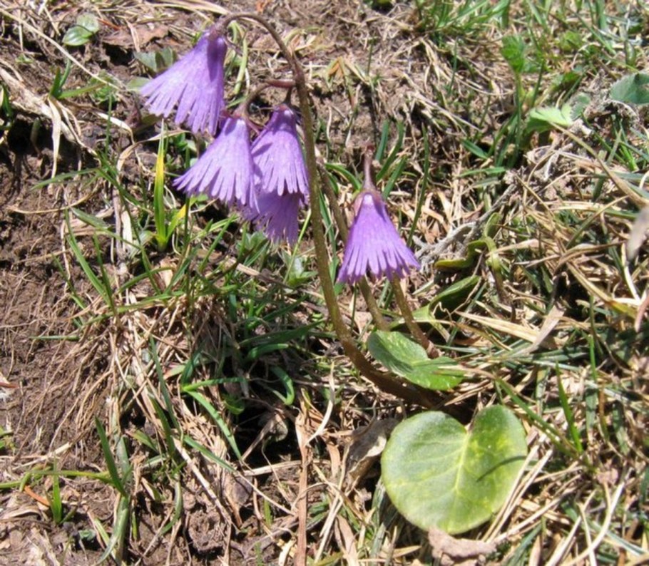 Calystegia soldanella