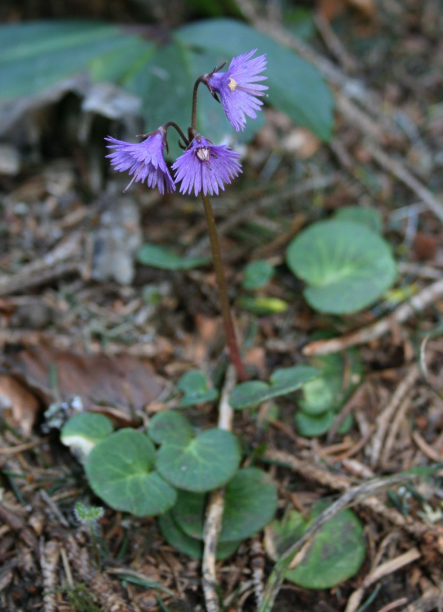 Soldanella alpina