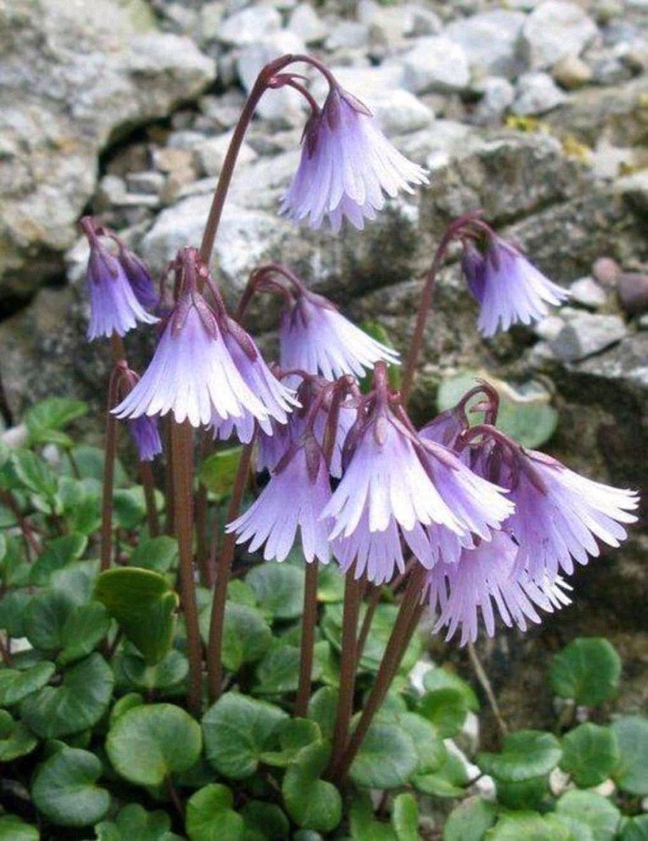 Сольданелла горная