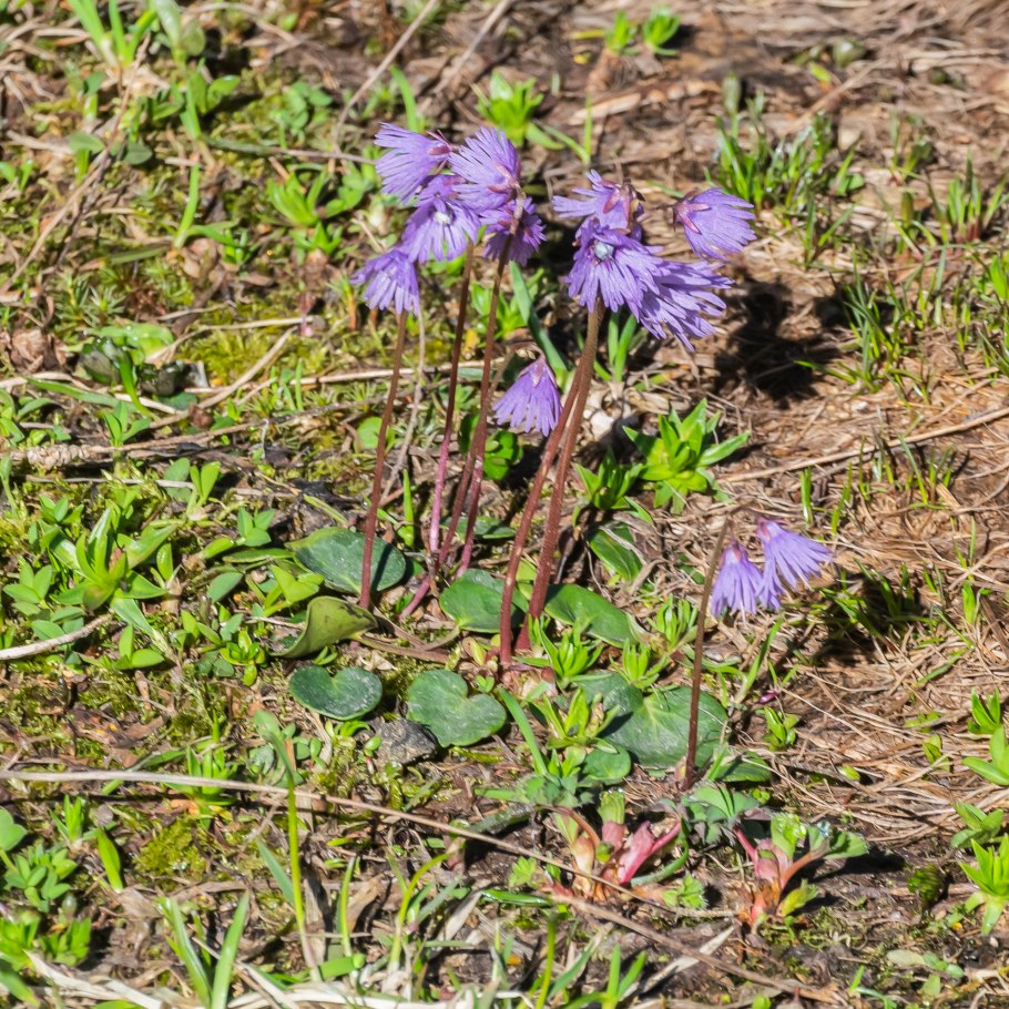 Сольданелла альпийская