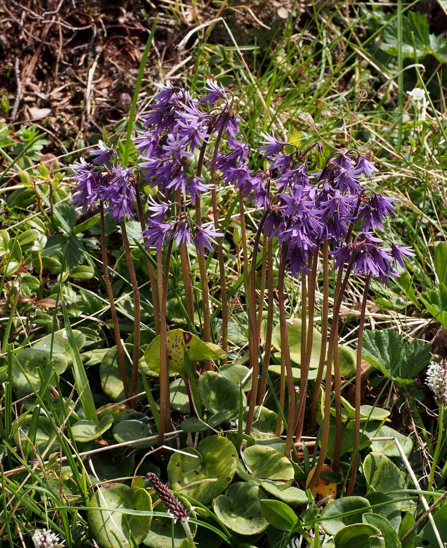 Сольданелла альпийская