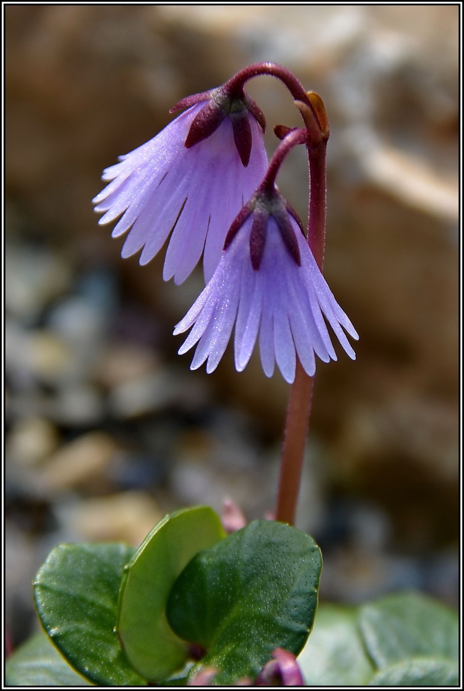 Сольданелла горная